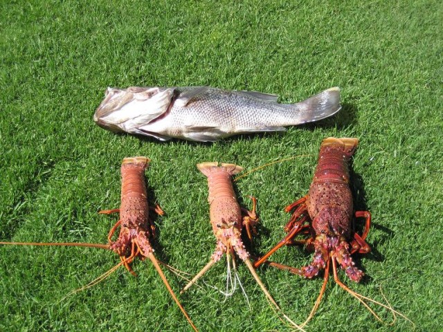 Picked up Dinner today off Mandurah